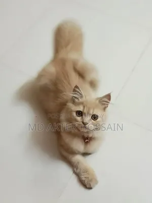6-12 Months Female Purebred Persian
