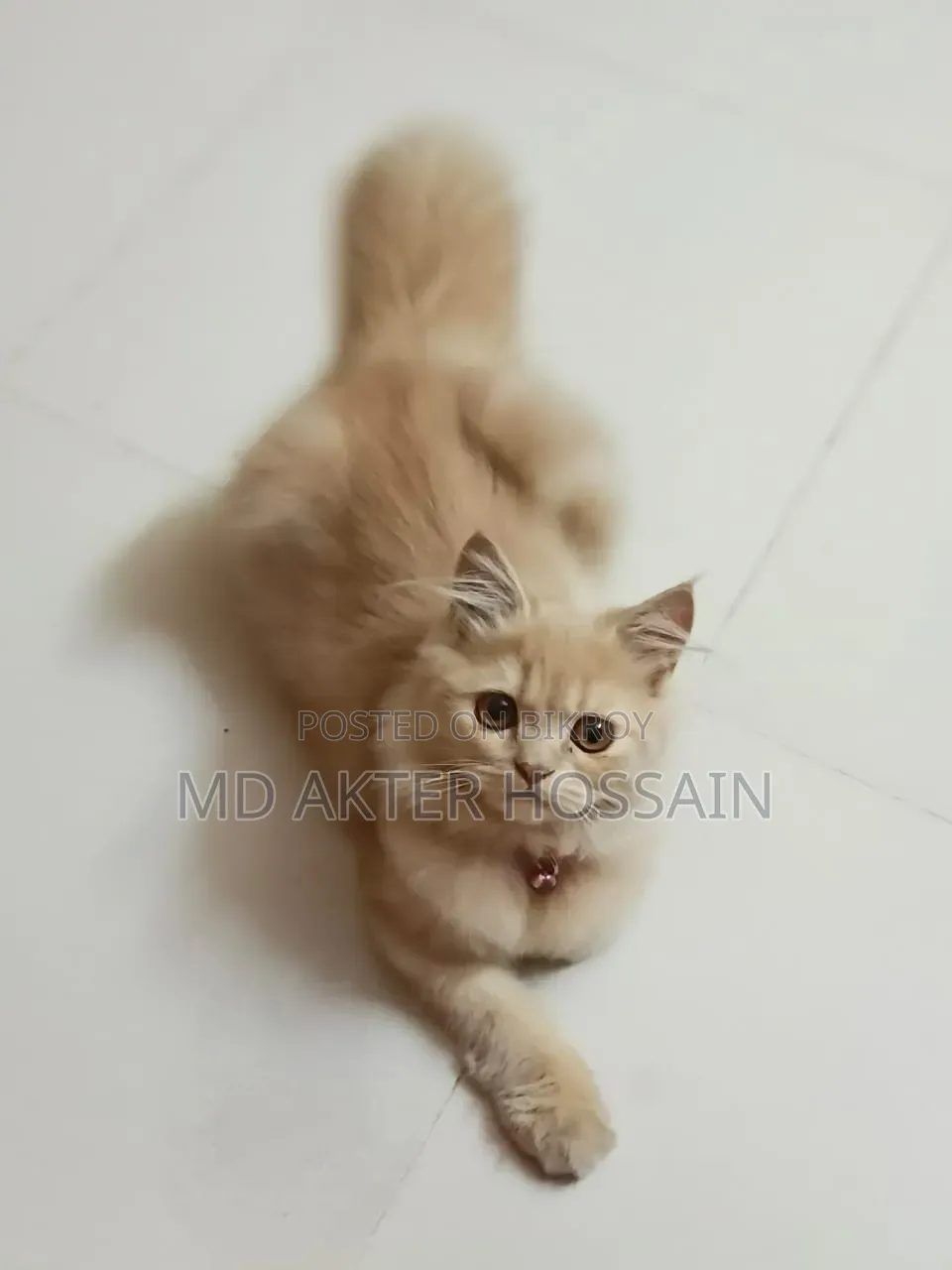 6-12 Months Female Purebred Persian