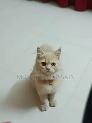 6-12 Months Female Purebred Persian