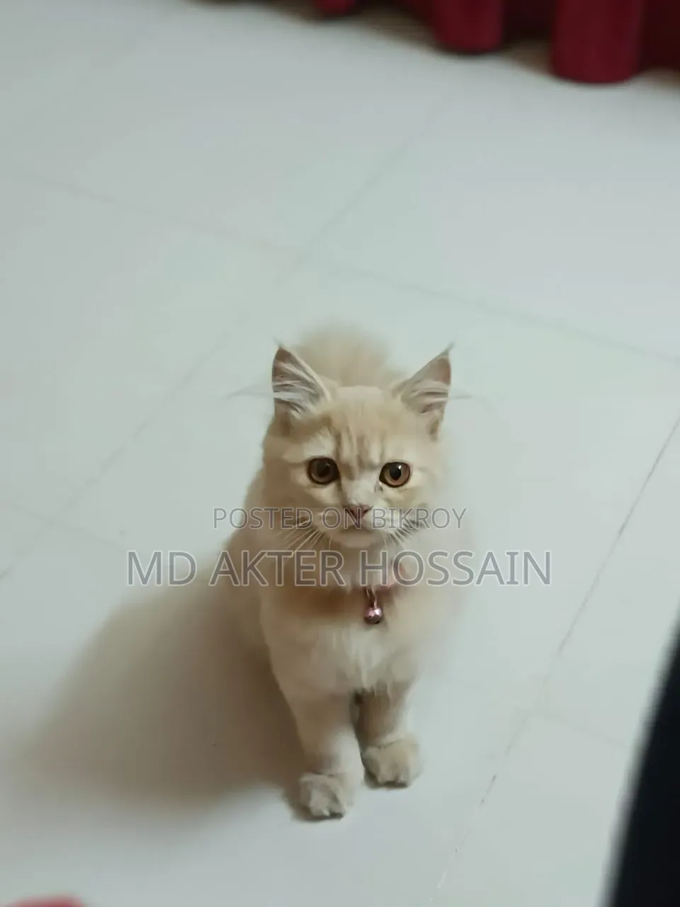 6-12 Months Female Purebred Persian