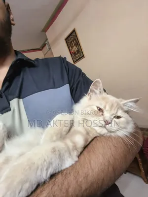 6-12 Months Female Purebred Persian