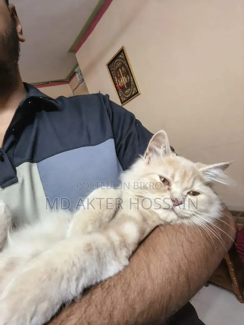 6-12 Months Female Purebred Persian