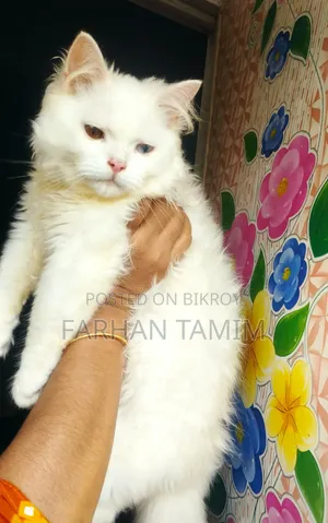 3-6 Months Male Purebred Persian