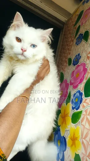 3-6 Months Male Purebred Persian