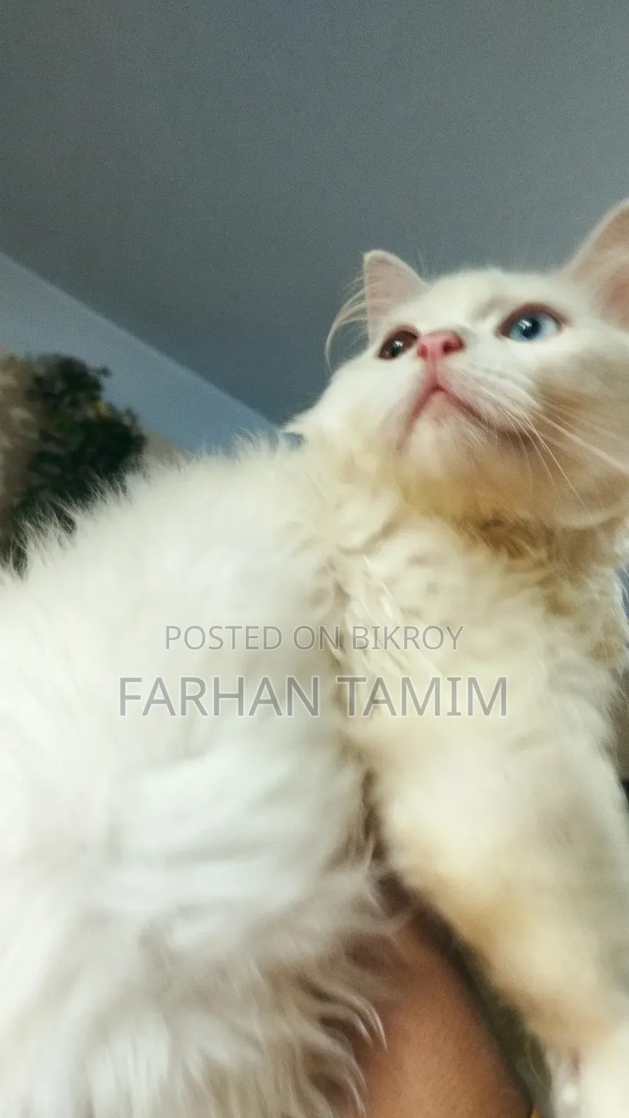 3-6 Months Male Purebred Persian