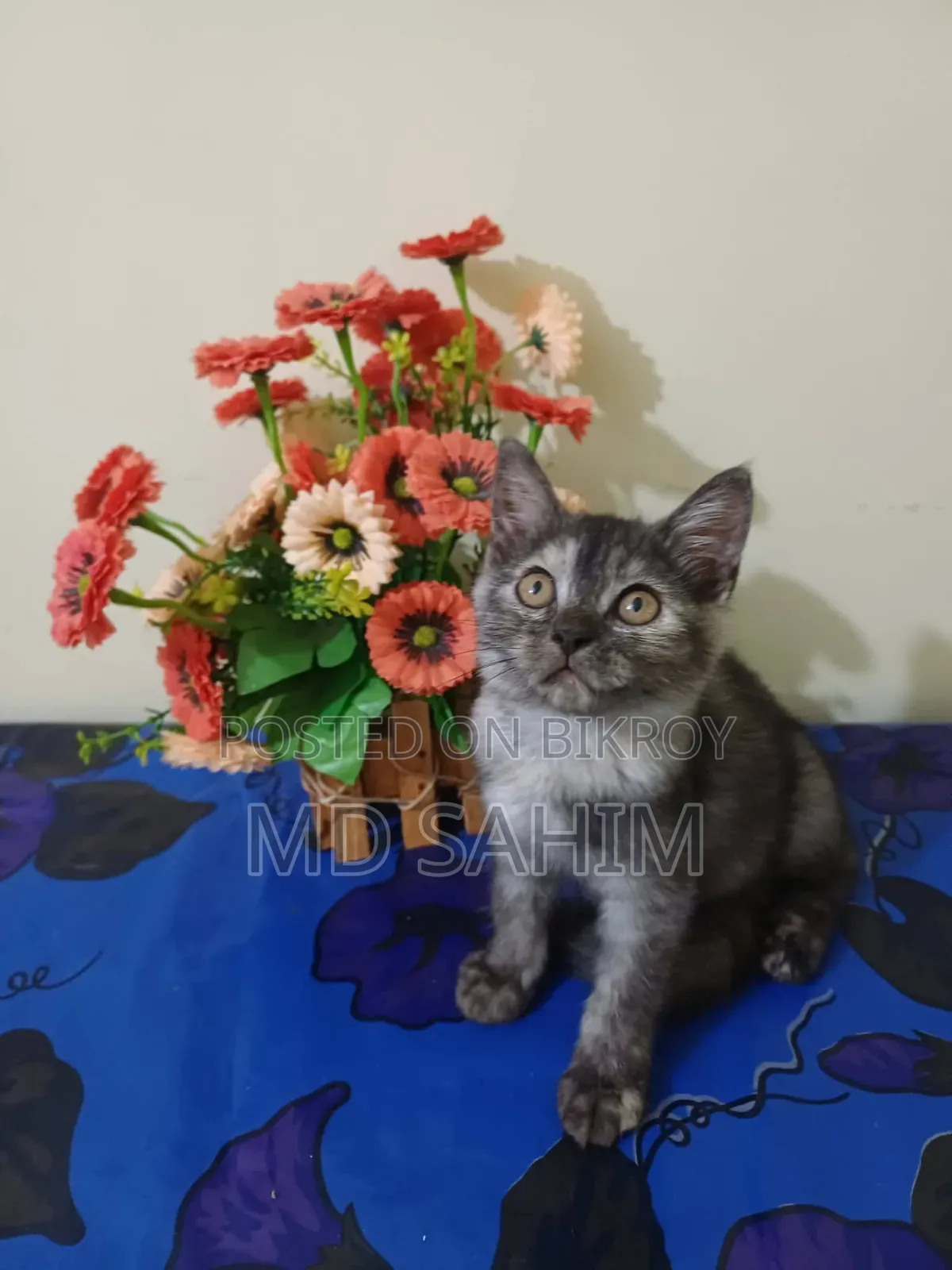 1-3 Months Female Purebred Persian