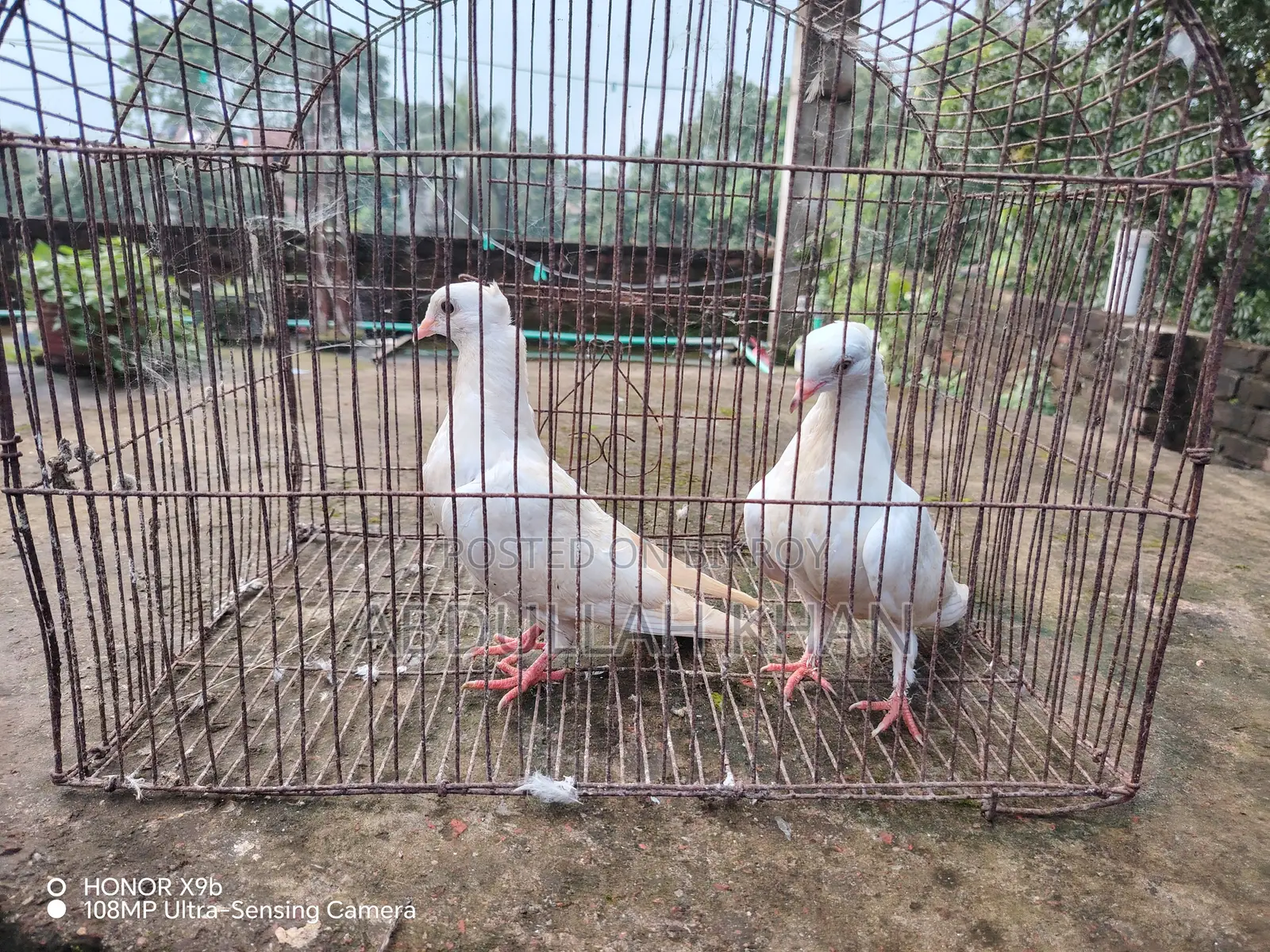 ১ জোড়া চুইনা চুইঠাল বাচ্চা
