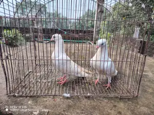 ১ জোড়া চুইনা চুইঠাল বাচ্চা