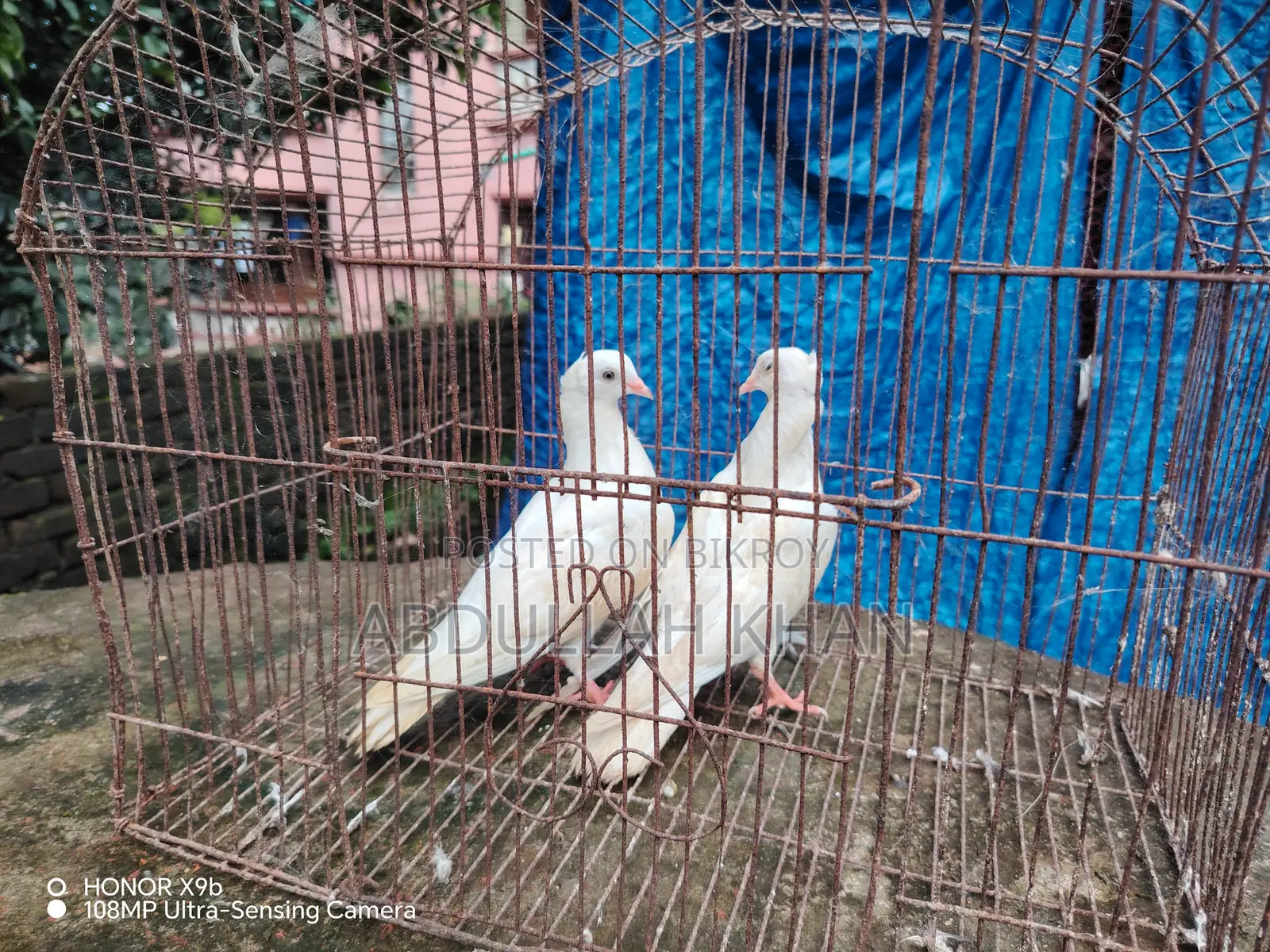 ১ জোড়া চুইনা চুইঠাল বাচ্চা