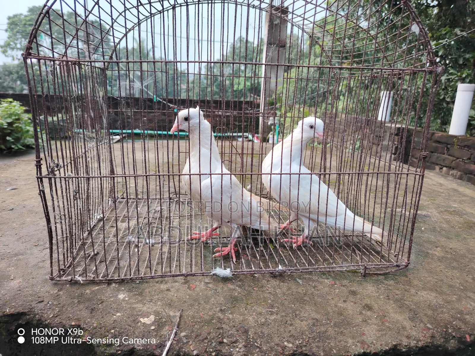 ১ জোড়া চুইনা চুইঠাল বাচ্চা