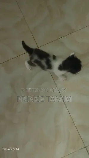 ০-১ মাসের মেল মিক্সড ব্রিড পার্সিয়ান