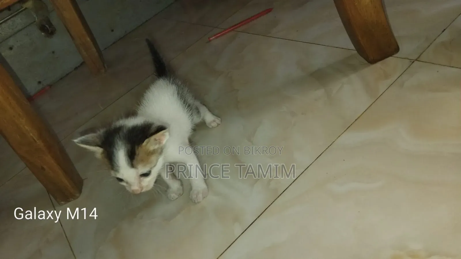 ০-১ মাসের মেল মিক্সড ব্রিড পার্সিয়ান