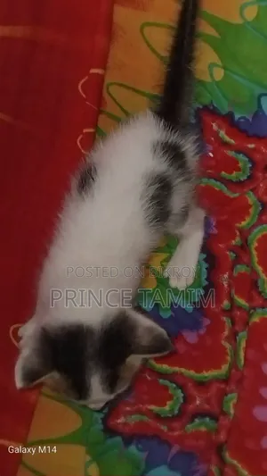 ০-১ মাসের মেল মিক্সড ব্রিড পার্সিয়ান