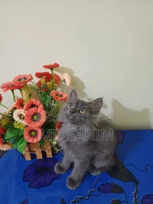 1-3 Months Male Purebred Persian