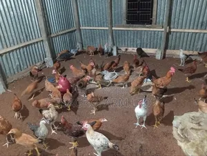 Sonali Chicken and Rooster