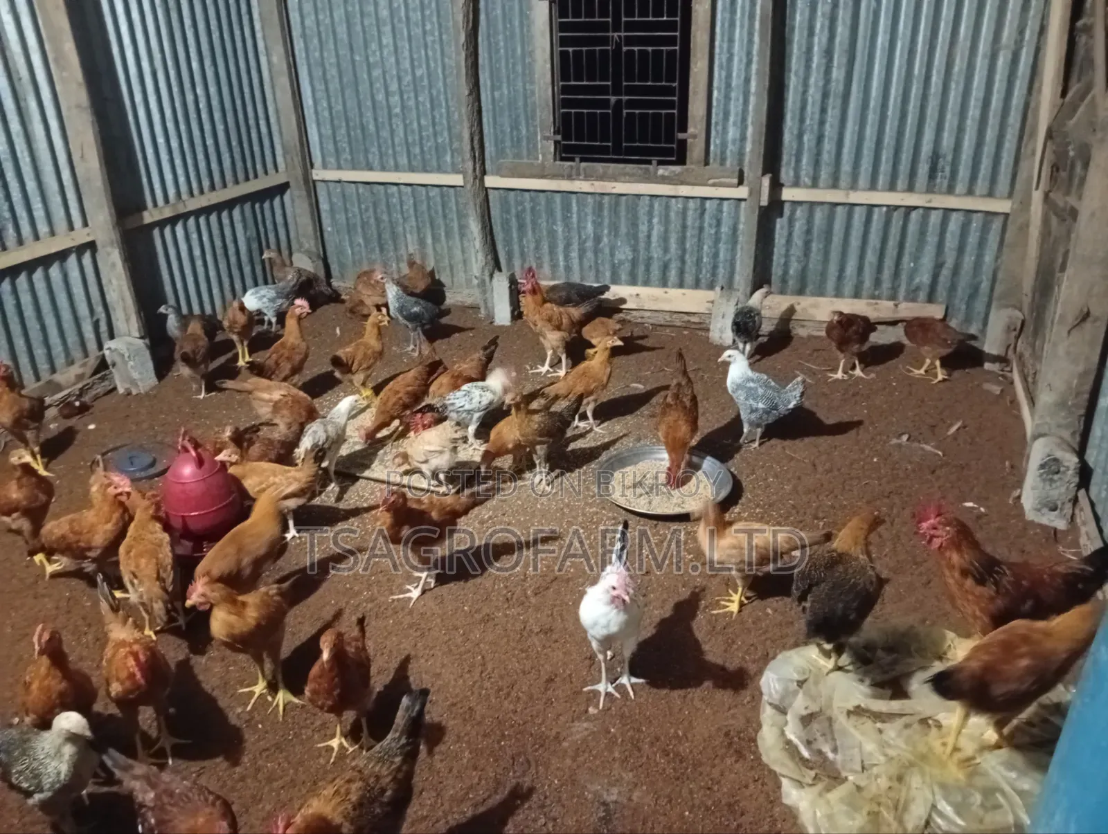 Sonali Chicken and Rooster