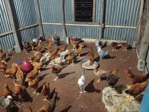 Sonali Chicken and Rooster