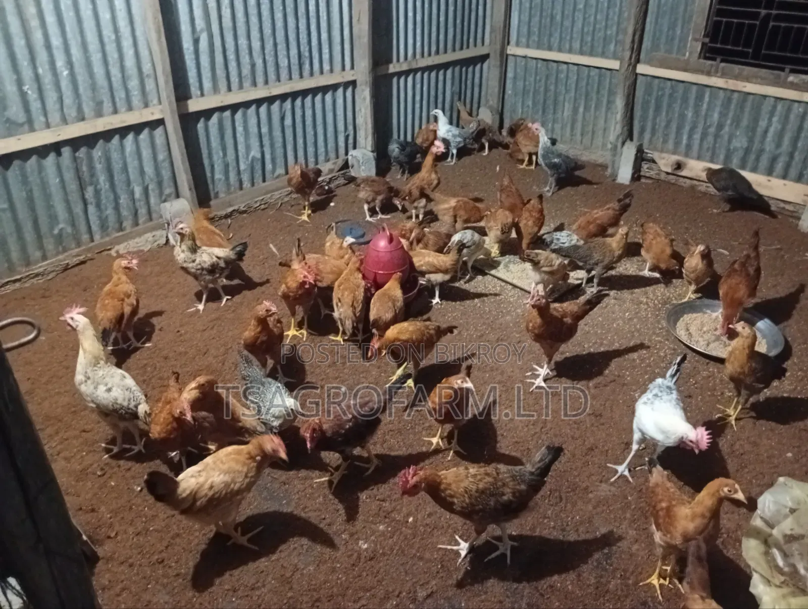 Sonali Chicken and Rooster