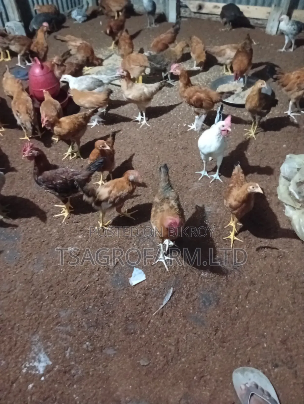 Sonali Chicken and Rooster