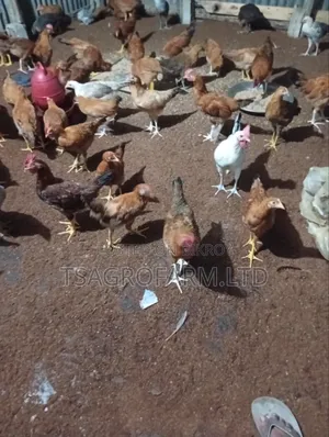 Sonali Chicken and Rooster
