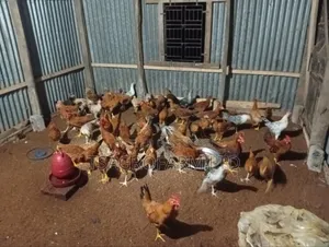 Sonali Chicken and Rooster