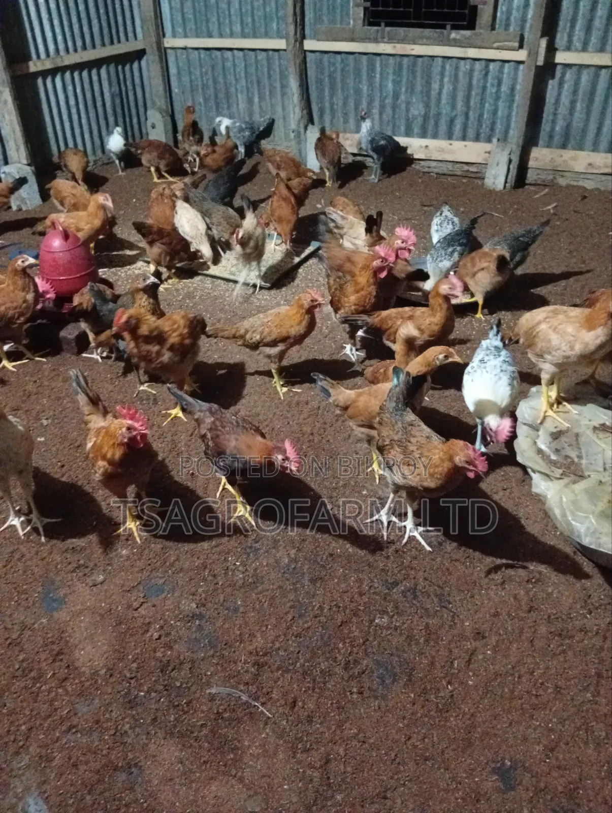 Sonali Chicken and Rooster