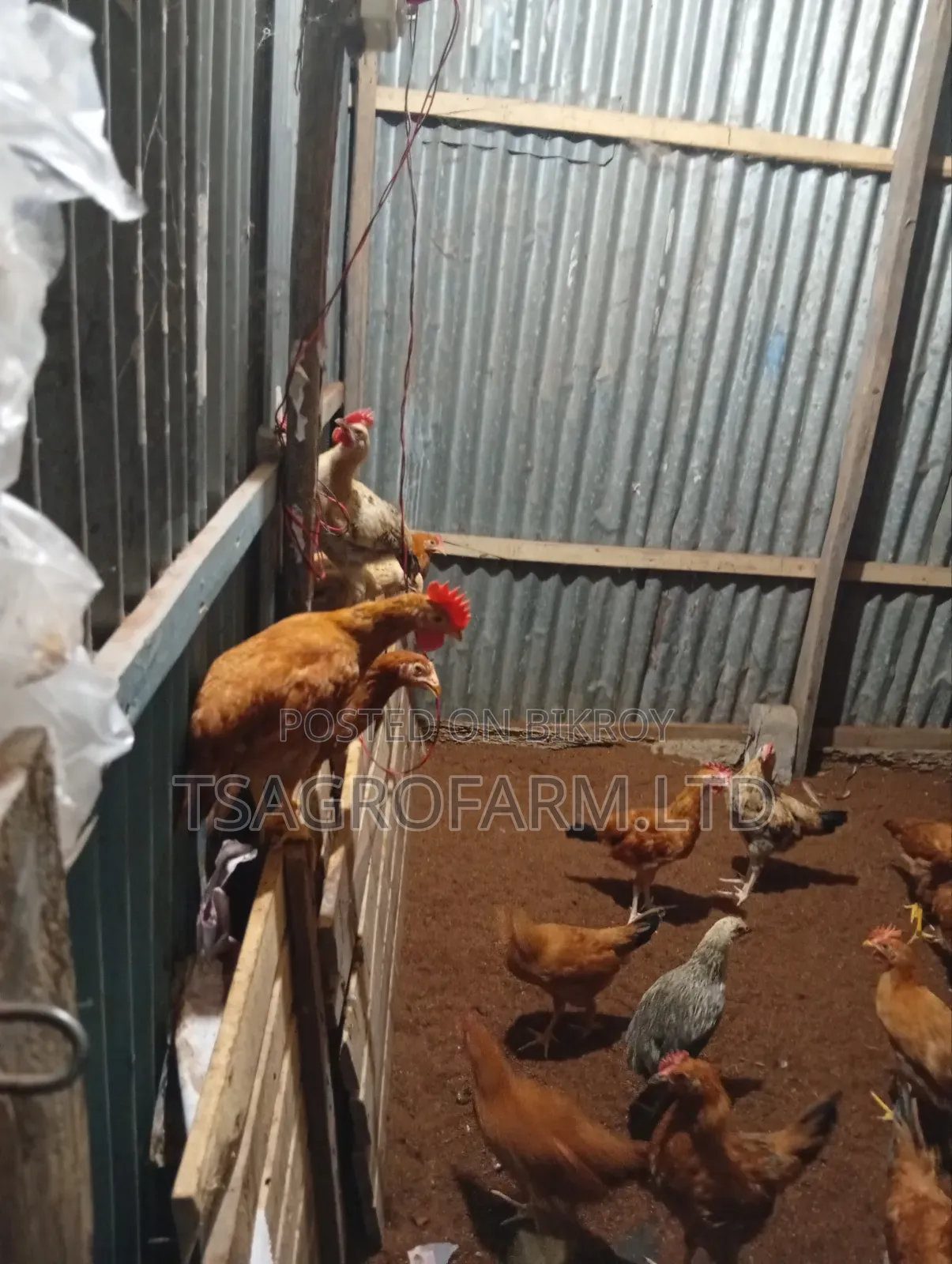 Sonali Chicken and Rooster