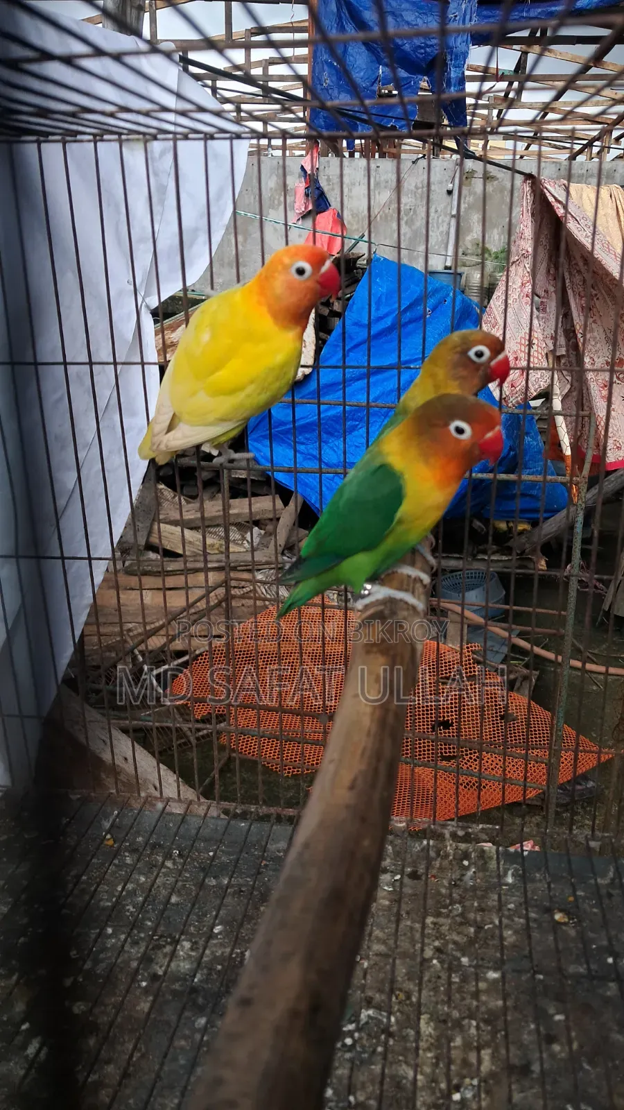 3 Pcs Lovebirds