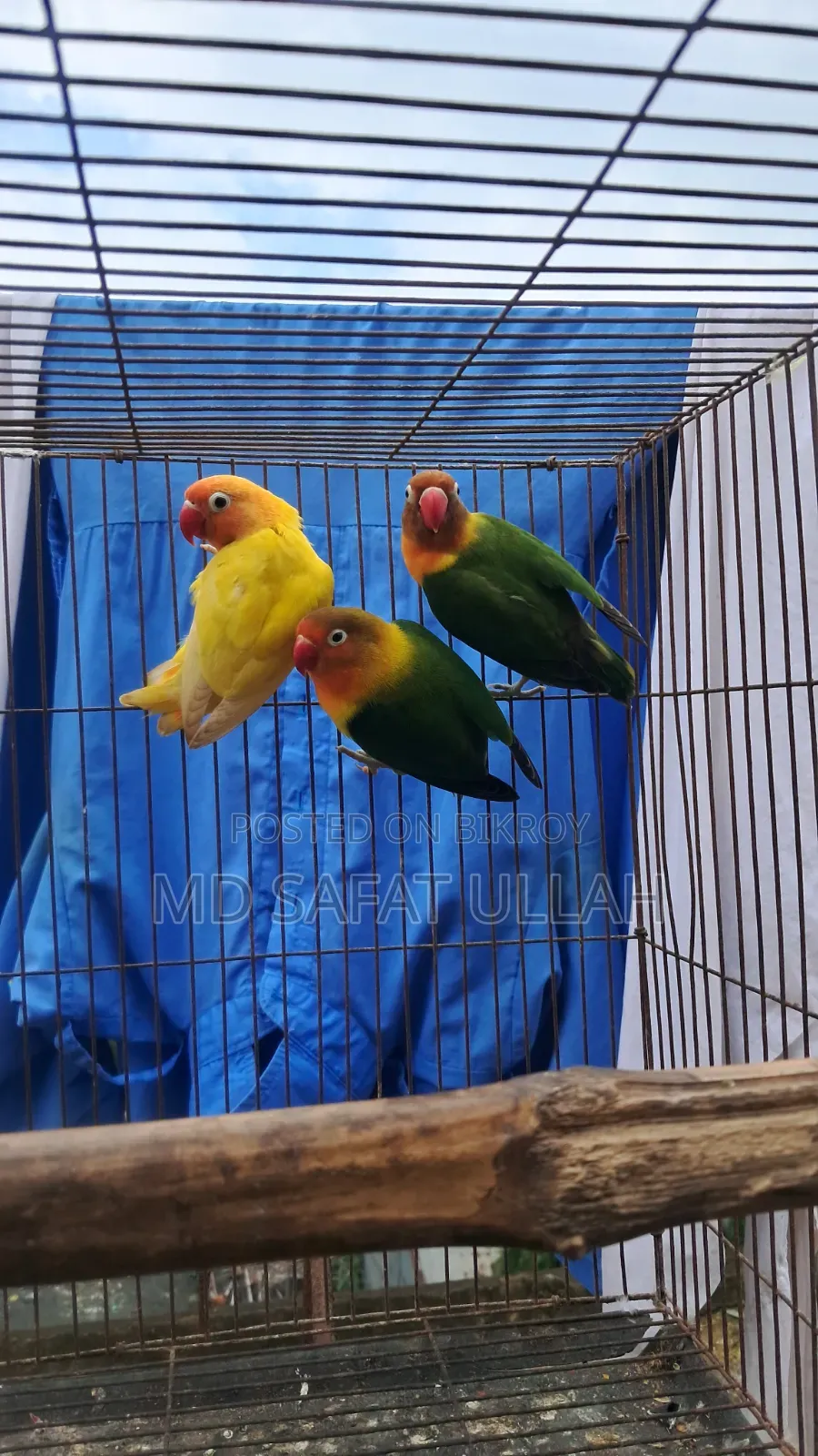 3 Pcs Lovebirds