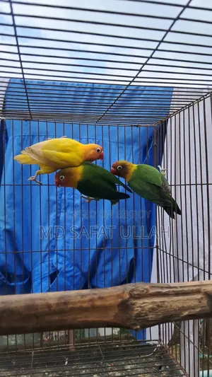 3 Pcs Lovebirds