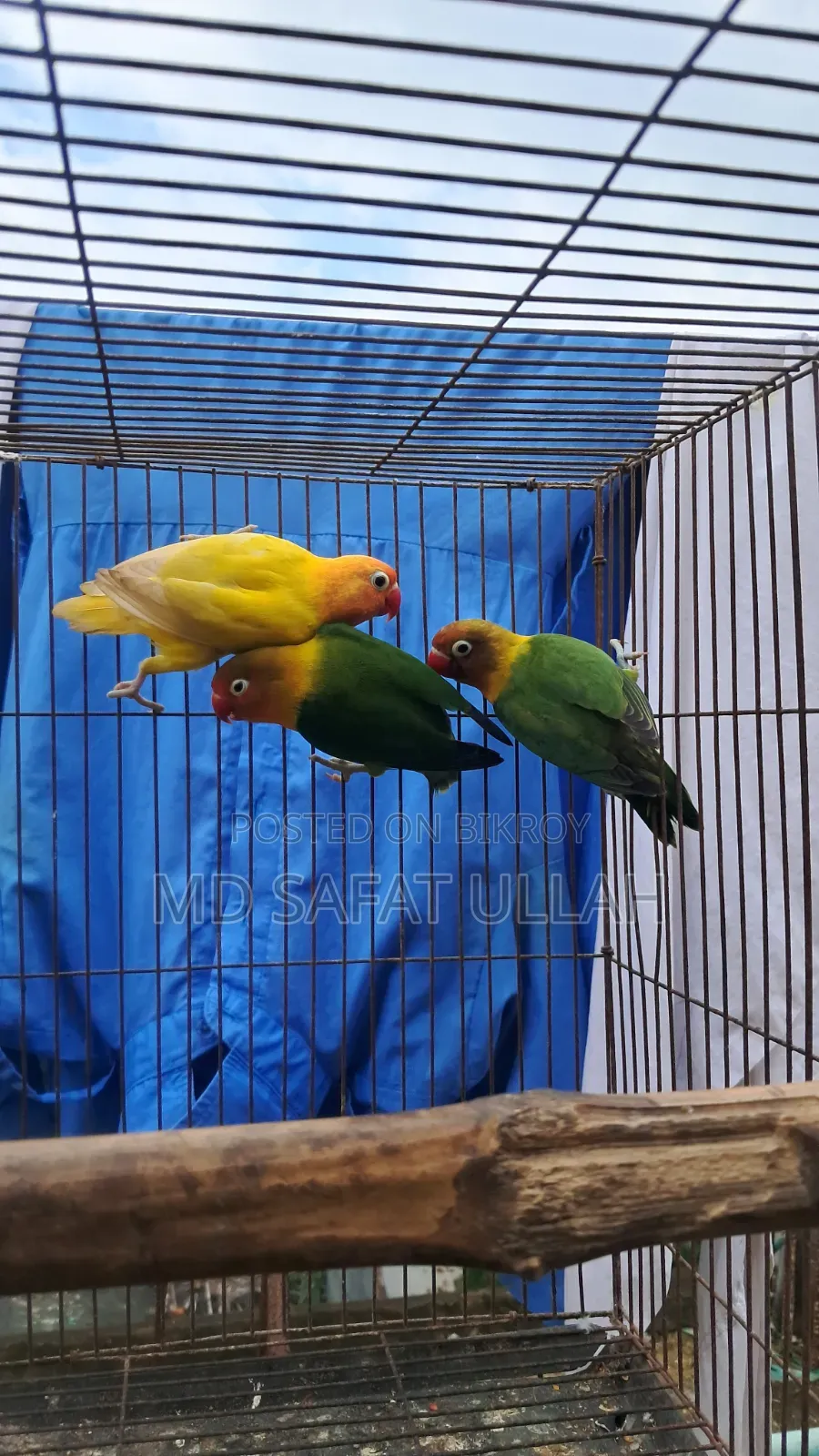 3 Pcs Lovebirds