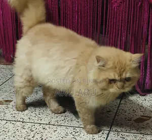 1+ Year Male Purebred Persian