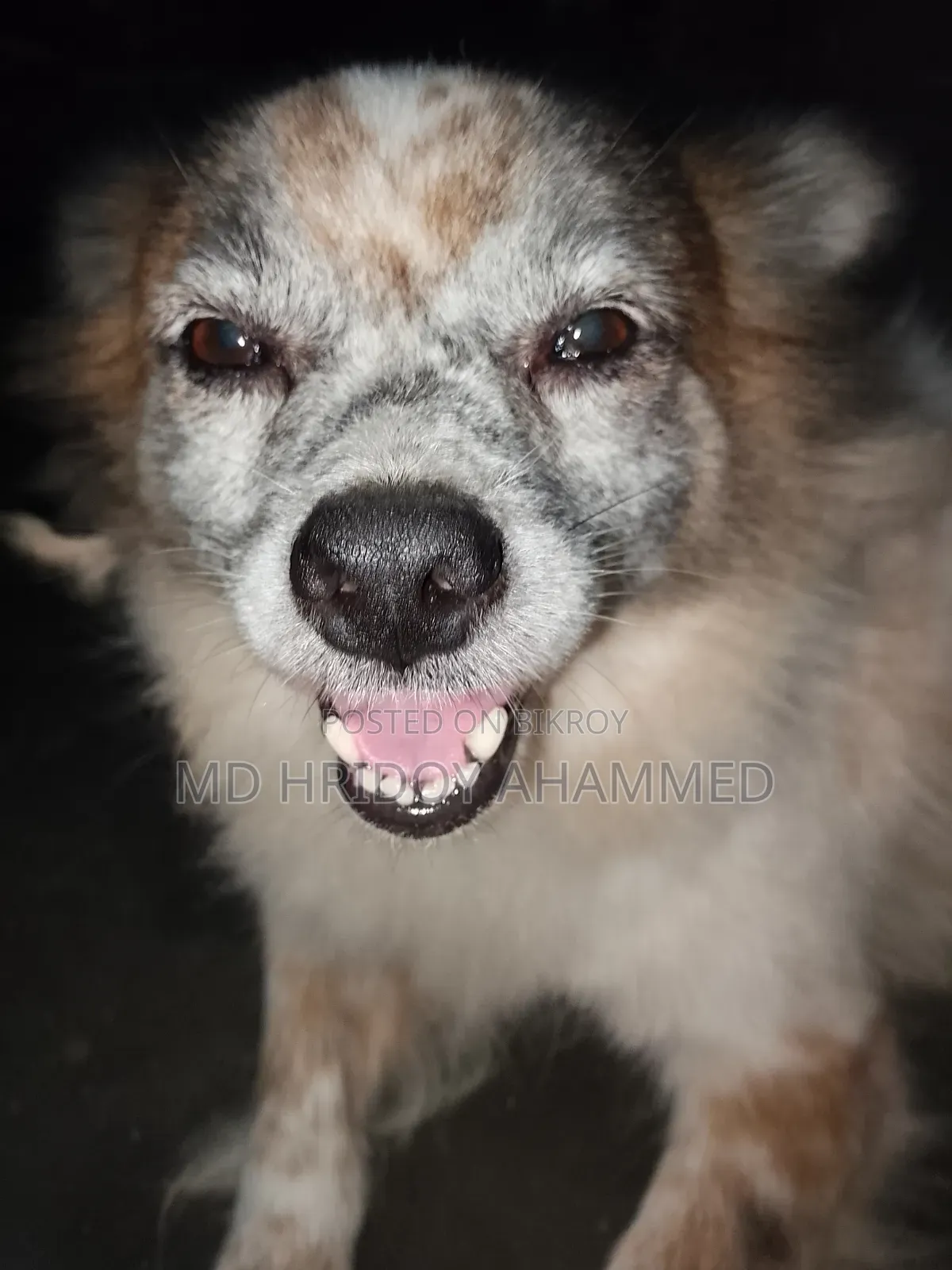 1+ Year Female Mixed Breed Affenpinscher