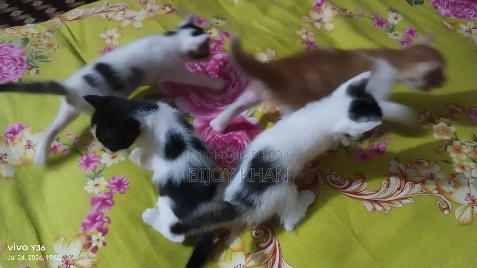০-১ মাস বয়সী স্ত্রী মিক্সড ব্রিড বিড়াল