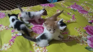 ০-১ মাস বয়সী স্ত্রী মিক্সড ব্রিড বিড়াল