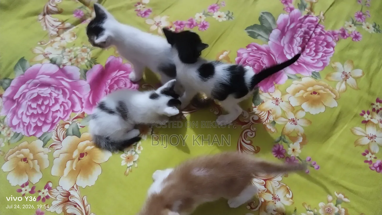 ০-১ মাস বয়সী স্ত্রী মিক্সড ব্রিড বিড়াল