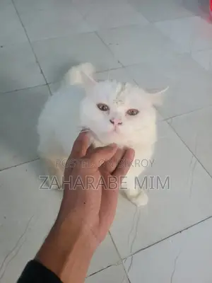 ৬-১২ মাসের নর খাঁটি পার্সিয়ান বিড়াল