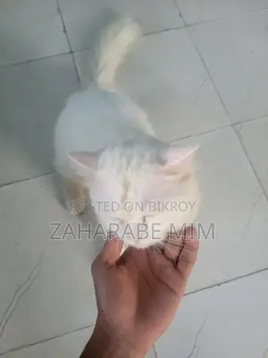৬-১২ মাসের নর খাঁটি পার্সিয়ান বিড়াল