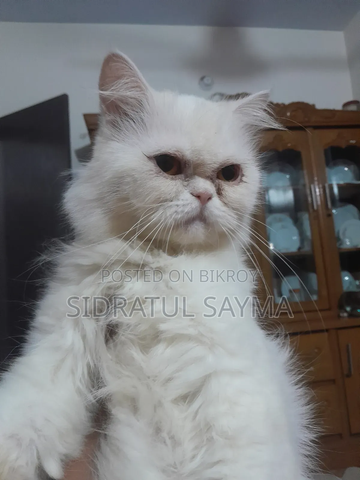 6-12 Months Female Purebred Persian