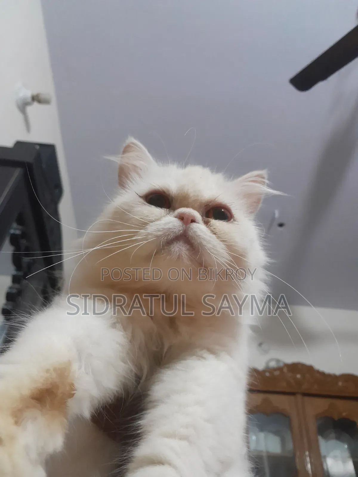 6-12 Months Female Purebred Persian