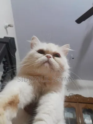 6-12 Months Female Purebred Persian