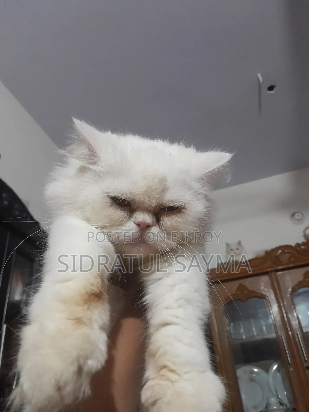 6-12 Months Female Purebred Persian