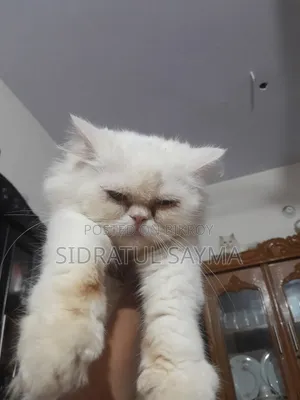 6-12 Months Female Purebred Persian