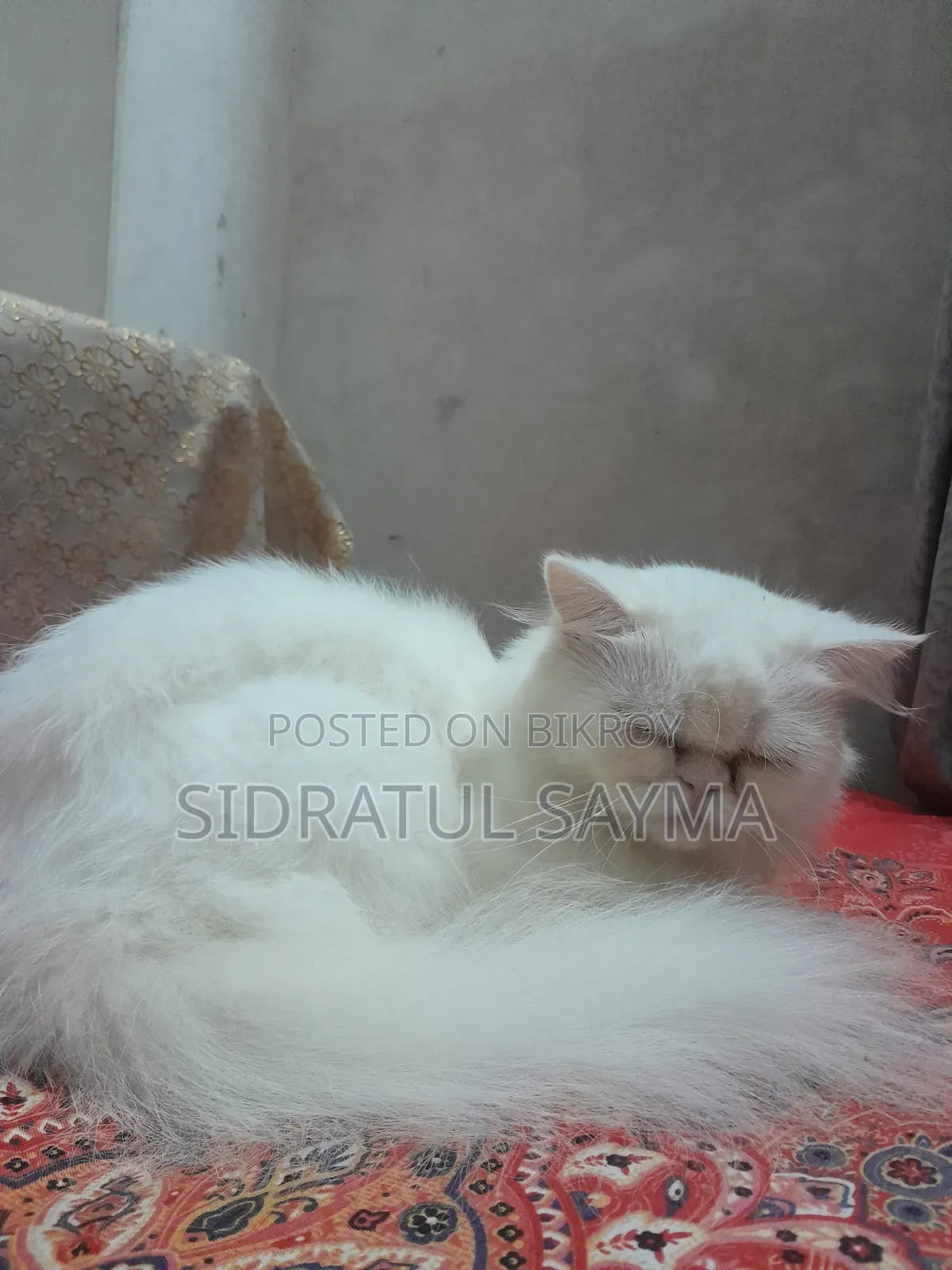 6-12 Months Female Purebred Persian