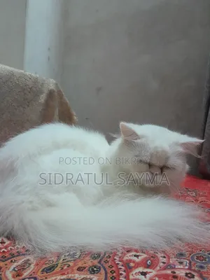 6-12 Months Female Purebred Persian