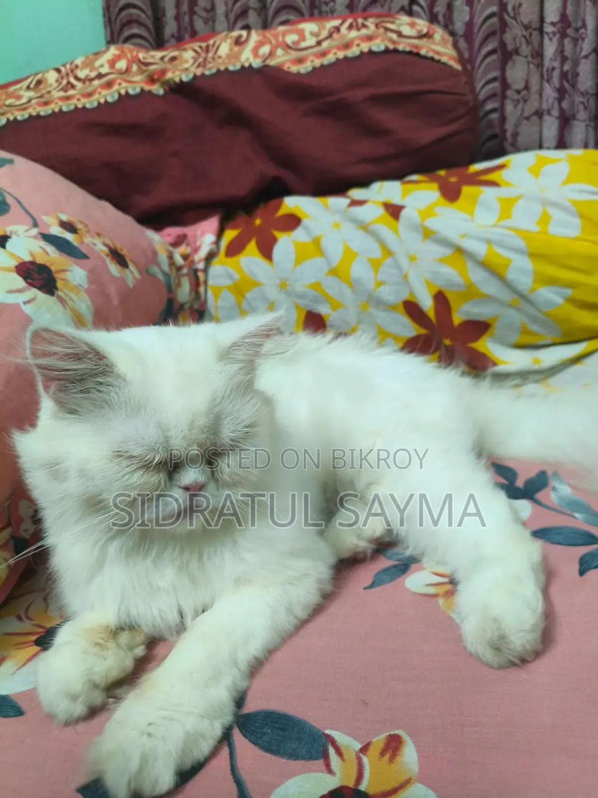 6-12 Months Female Purebred Persian