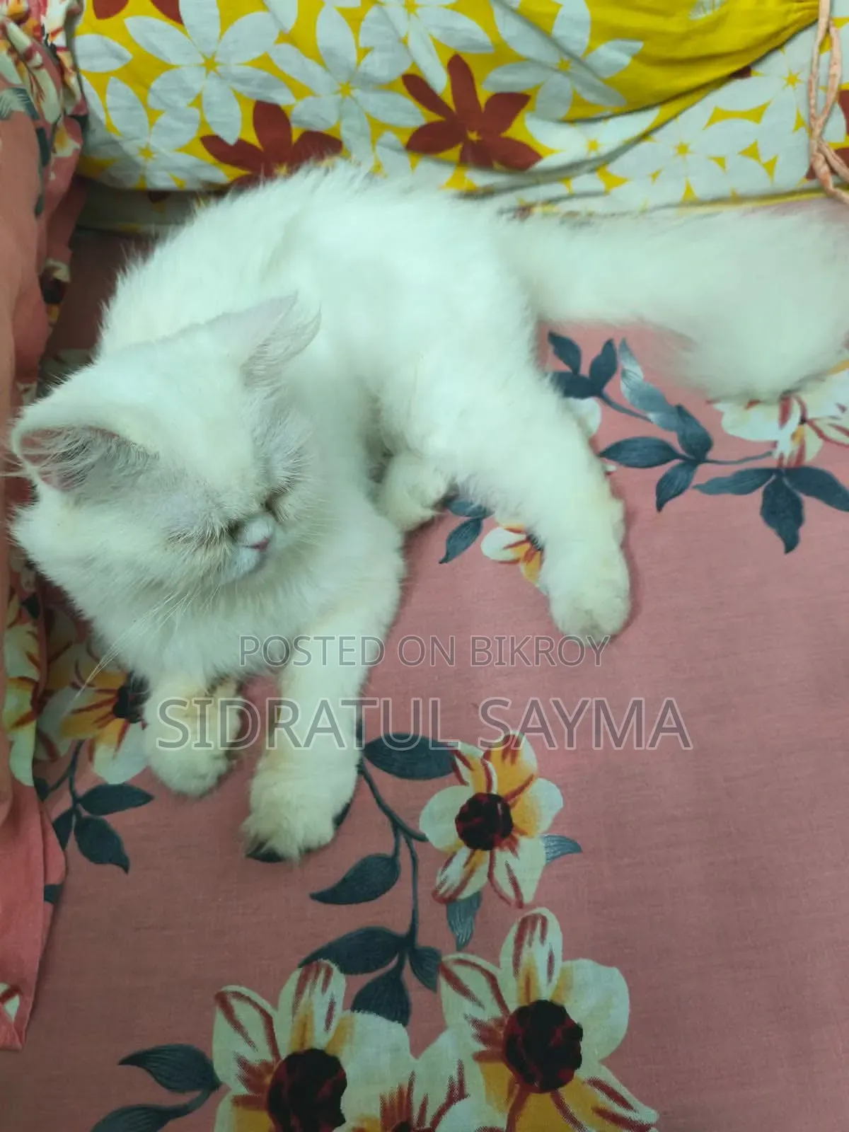 6-12 Months Female Purebred Persian