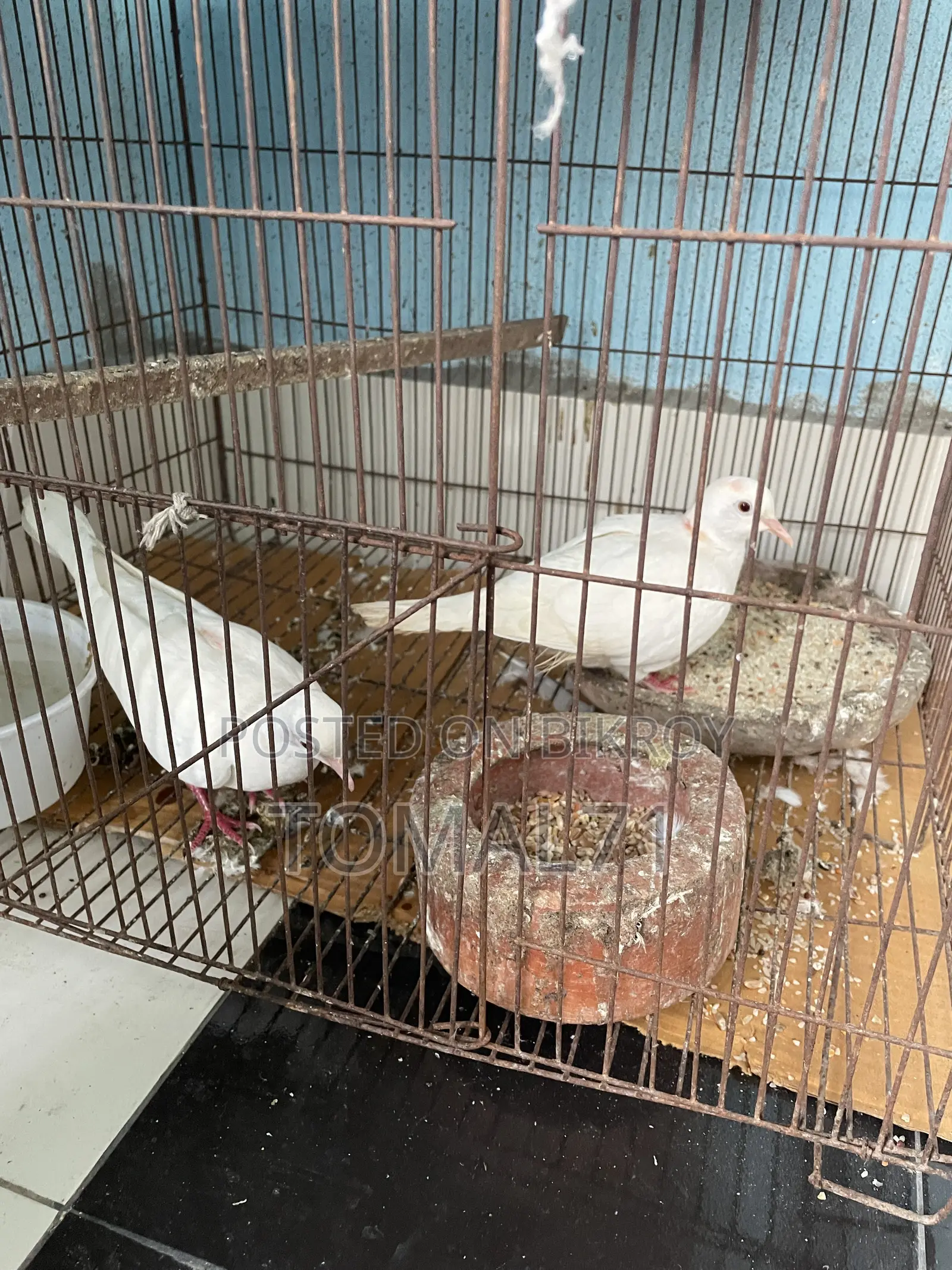 অস্ট্রেলিয়ান ঘুঘু পাখি