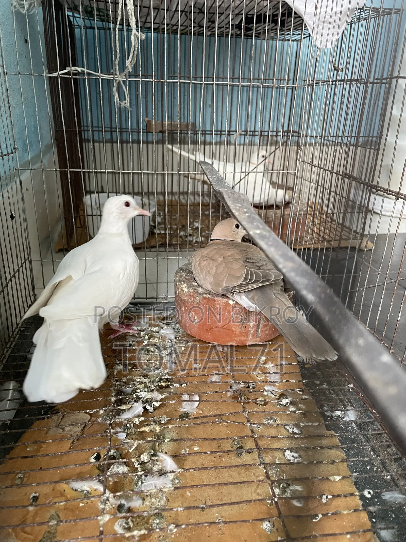 অস্ট্রেলিয়ান ঘুঘু পাখি