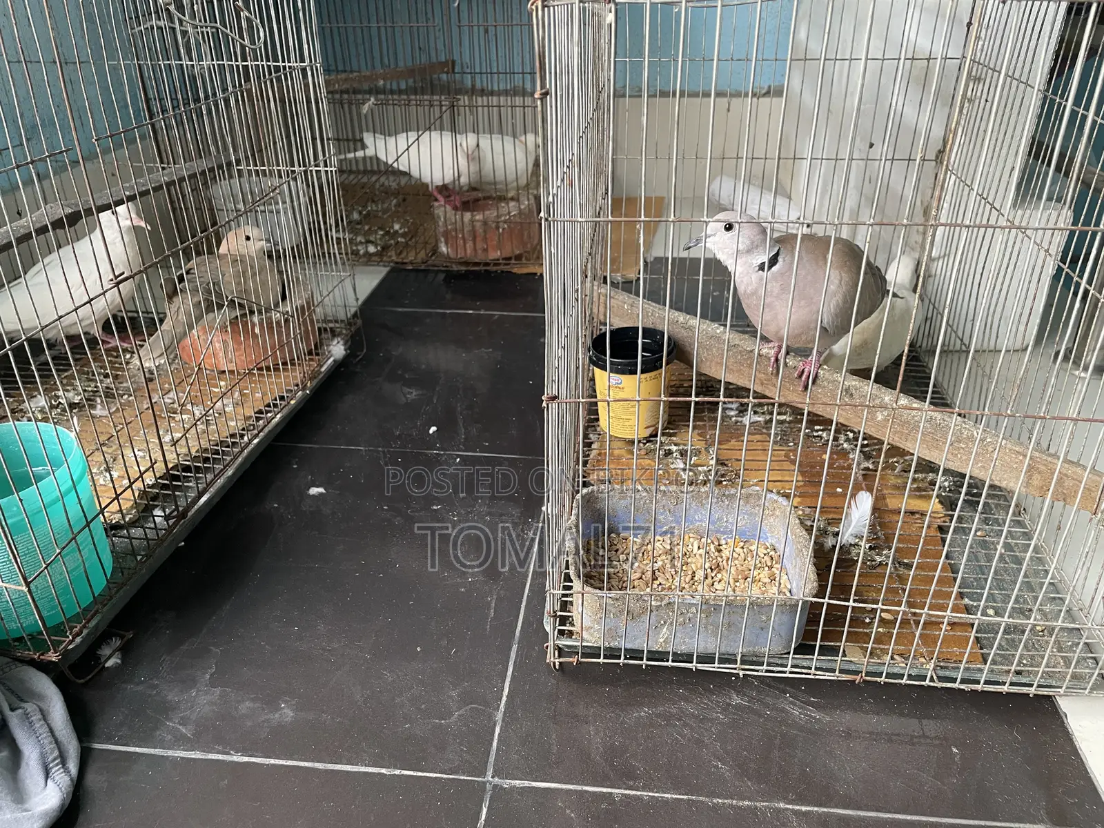 অস্ট্রেলিয়ান ঘুঘু পাখি